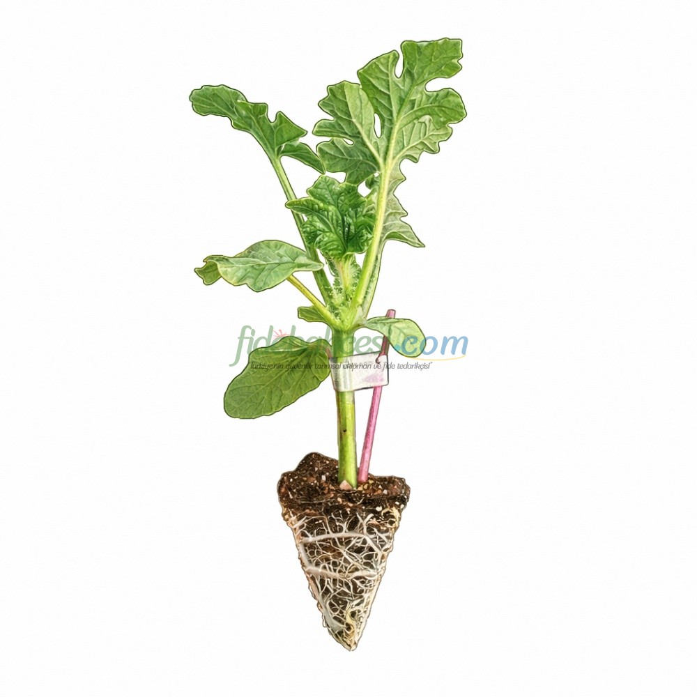 Aşılı Karpuz Fidesi - Görsel 1