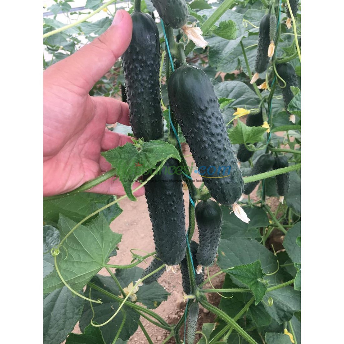 AZ 85 F1 Dikenli Sırık Hıyar Tohumu - Görsel 2