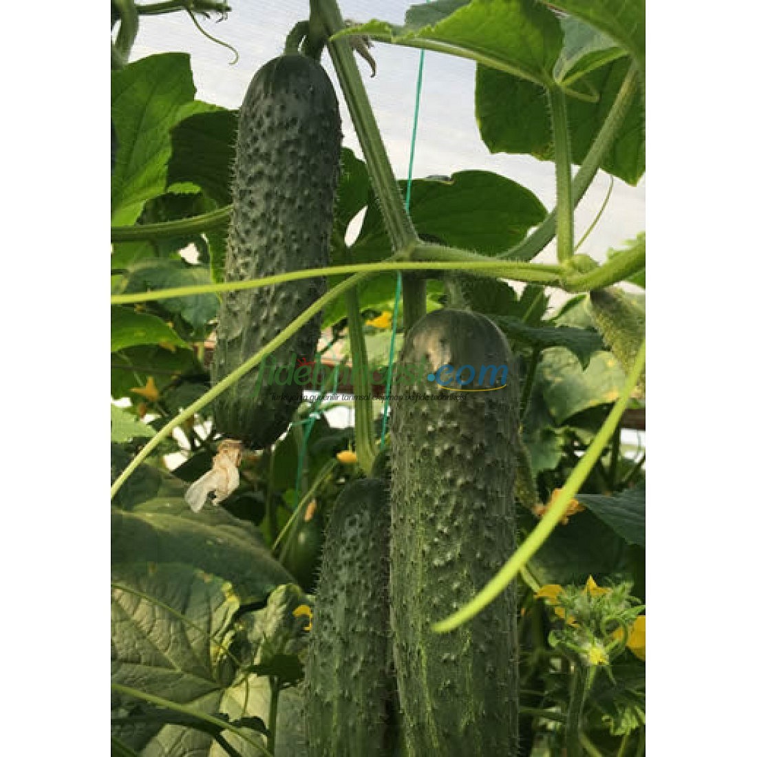 AZ 85 F1 Dikenli Sırık Hıyar Tohumu - Görsel 4