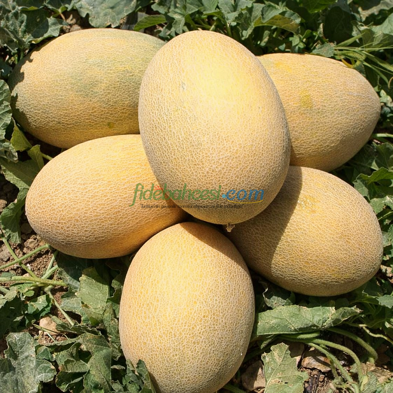 Okka F1 Ananas Tipi Kavun Tohumu - Görsel 2