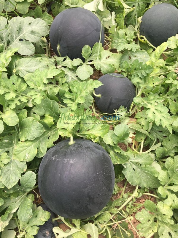 A-Z-96 F1 Siyah Karpuz Tohum - Görsel 2