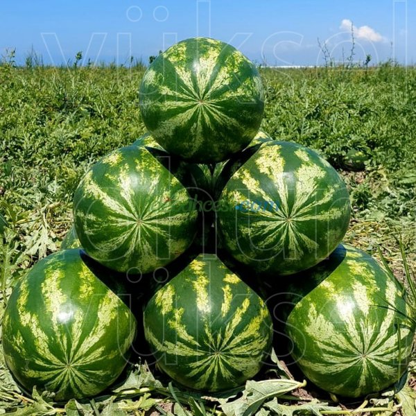 Aşılı Alp 148 F1 Karpuz Fidesi