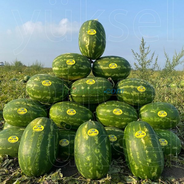 Aşılı Alp 148 F1 Karpuz Fidesi - Görsel 5