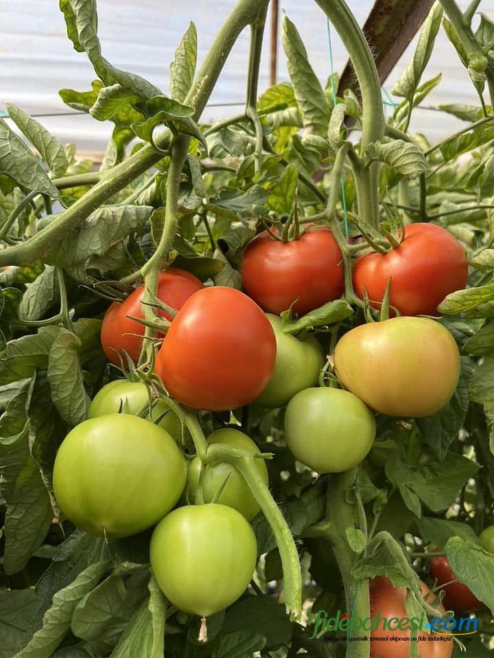 Aşılı Ancha F1 Domates Fidesi - Görsel 5