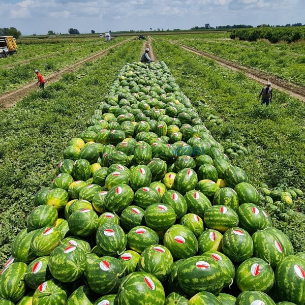 Aşılı Anthem F1 Karpuz Fidesi - Görsel 2