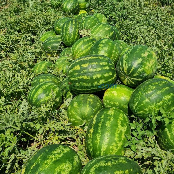 Aşılı Anthem F1 Karpuz Fidesi - Görsel 4