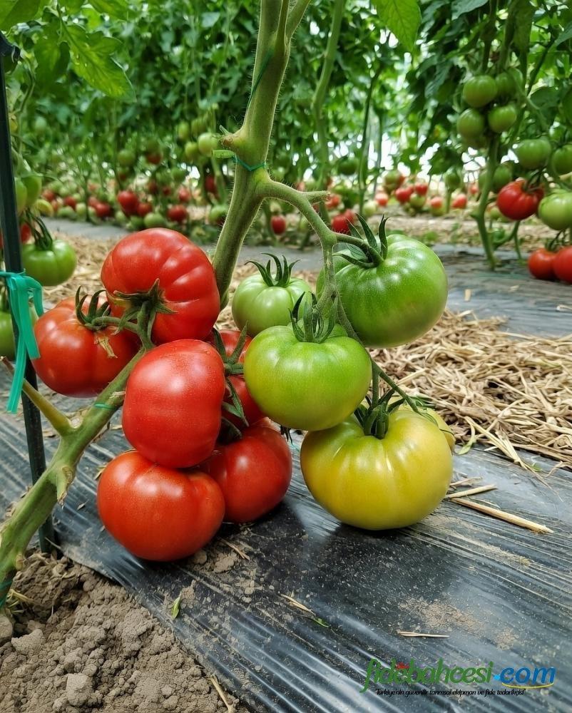 Aşılı Ergen F1 Pembe Köy Domates Fidesi - Görsel 2