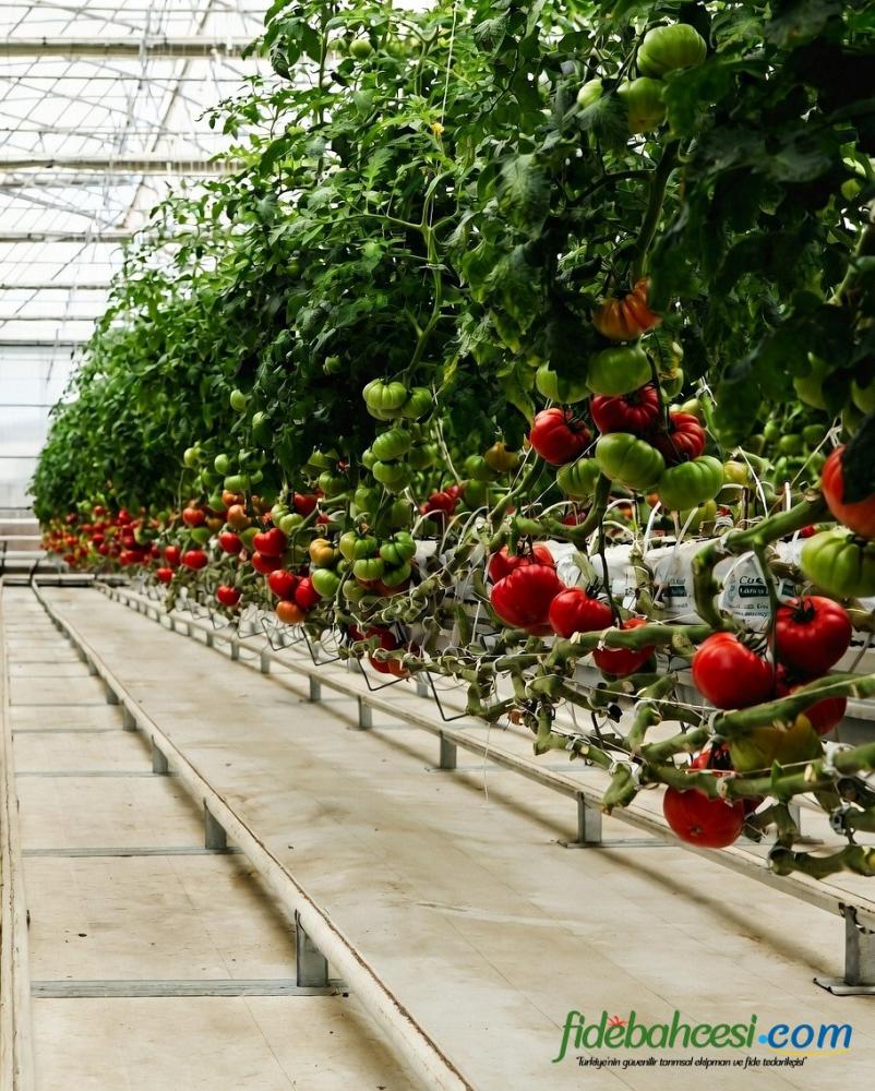 Aşılı Ergen F1 Pembe Köy Domates Fidesi - Görsel 3