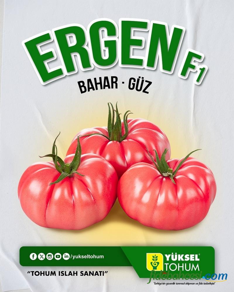 Aşılı Ergen F1 Pembe Köy Domates Fidesi - Görsel 4