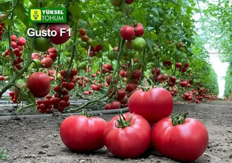 Aşılı Gusto F1 Pembe Domates Fidesi