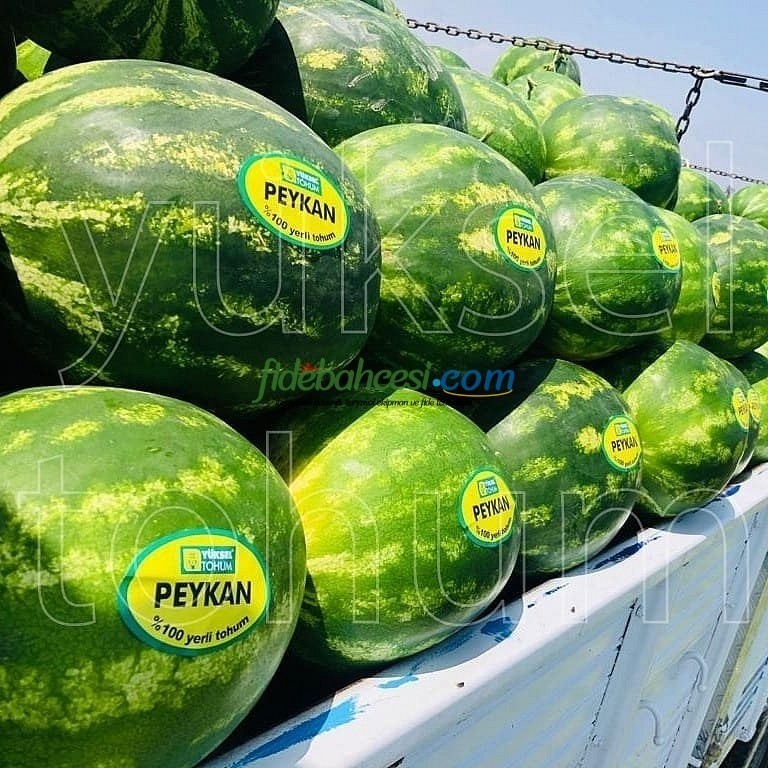 Aşılı Peykan F1 Karpuz Fidesi - Görsel 2
