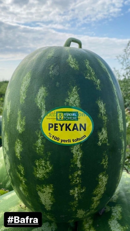 Aşılı Peykan F1 Karpuz Fidesi - Görsel 4