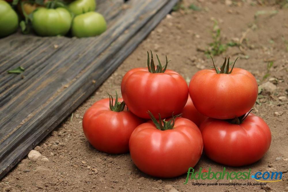 Aşılı Sihirbaz F1 Domates Fidesi