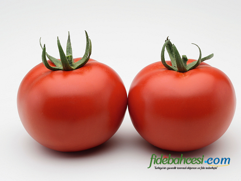 Aşılı Torry F1 Domates Fidesi - Görsel 4