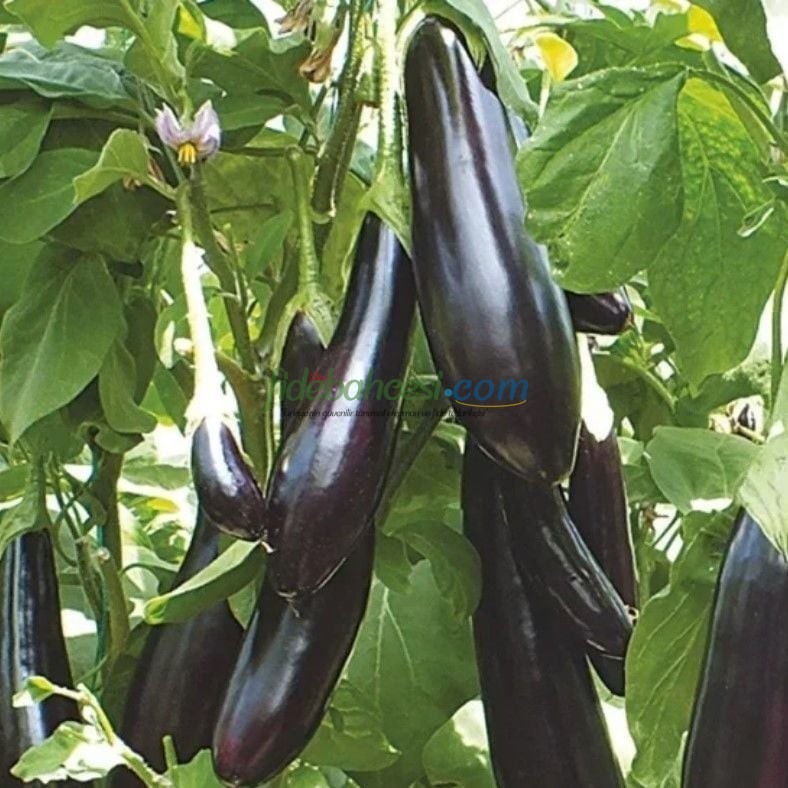 Aydın Siyahı Patlıcan Fidesi