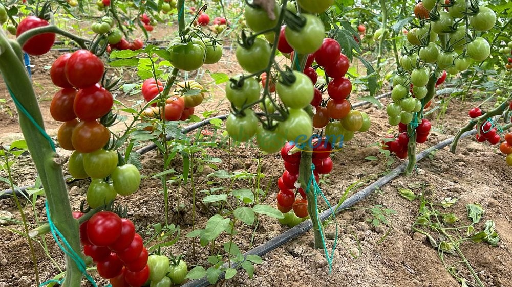 AZ 06 F1 Kokteyl Sırık Domates Tohumu  - Görsel 2