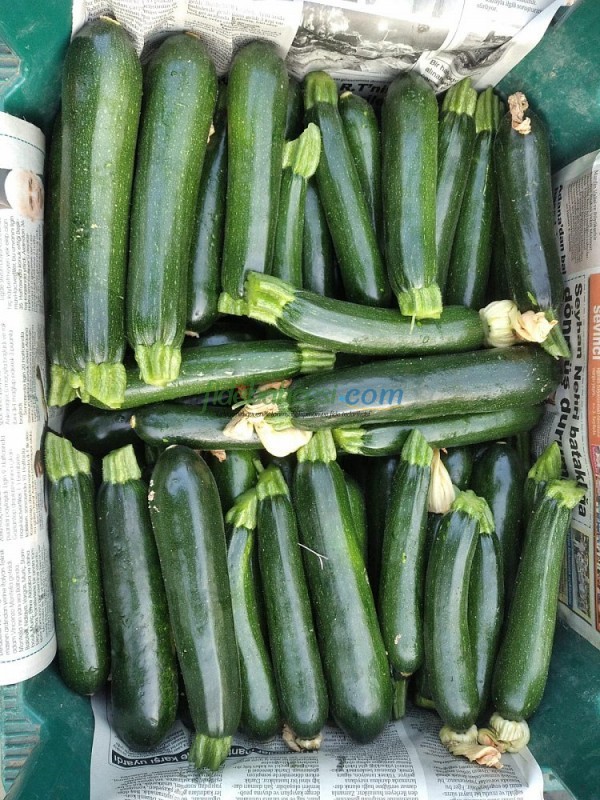 AZ 1030 F1 Siyah Kabak Tohumu  - Görsel 2