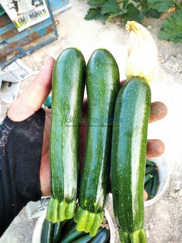 AZ 1030 F1 Siyah Kabak Tohumu  - Görsel 3