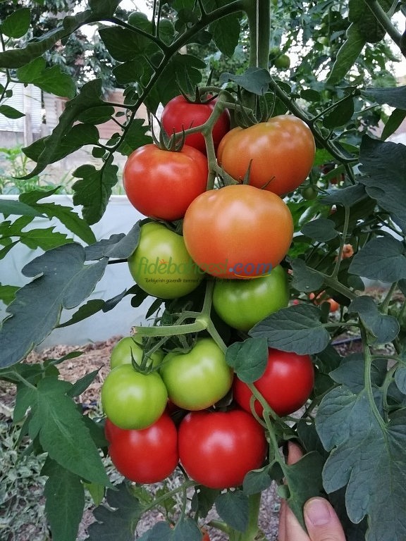 AZ 54 F1 Sırık Tane Domates Tohumu - Görsel 2