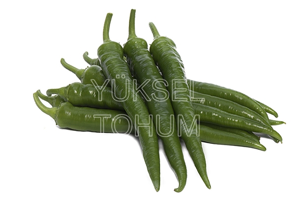 Bafra F1 Sivri Biber Fidesi