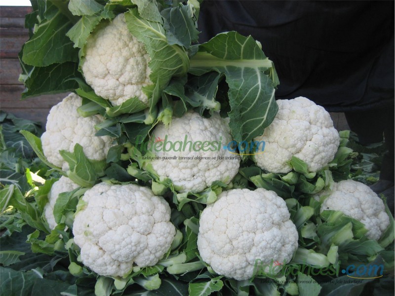 Bahara F1 Karnabahar Fidesi - Görsel 5