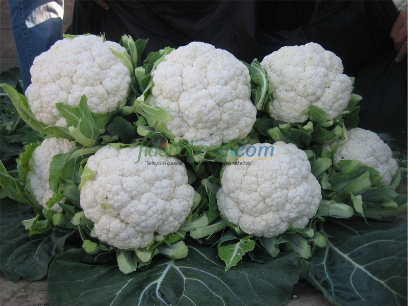 Barcelona F1 Karnabahar Fidesi - Görsel 3