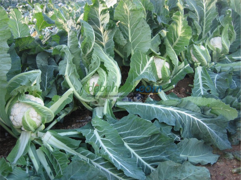 Barcelona F1 Karnabahar Fidesi - Görsel 4