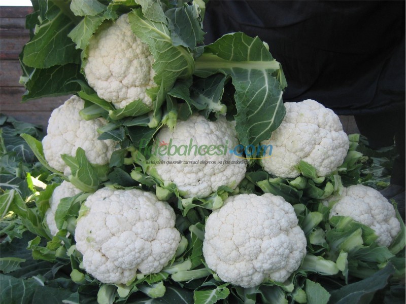 Barcelona F1 Karnabahar Fidesi - Görsel 6