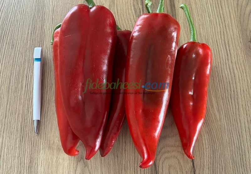 Bolveren F1 Kapya Biber Tohumu - Görsel 3