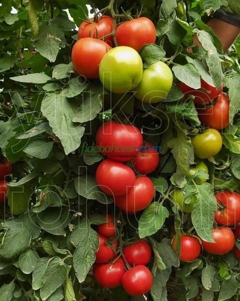 Burhan F1 Sırık Domates Fidesi - Görsel 3