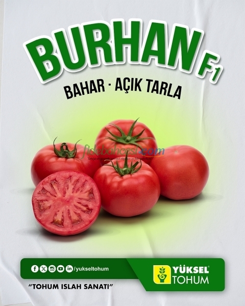 Burhan F1 Sırık Domates Fidesi