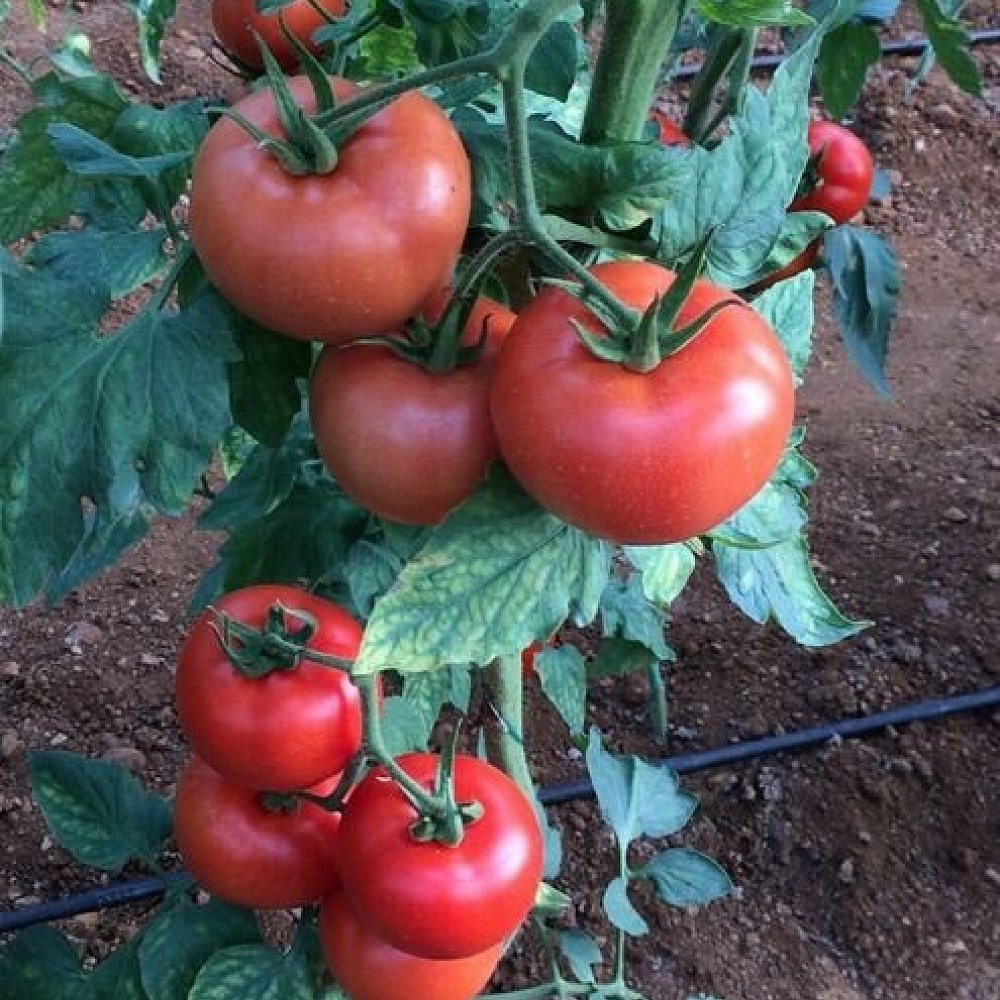 Büşra F1 Domates Fidesi