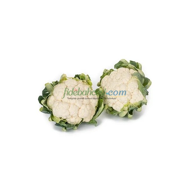 Casper F1 Karnabahar Fidesi - Görsel 3