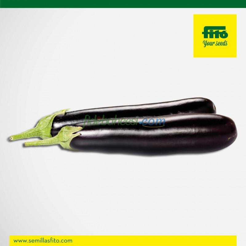 Corsica F1 Patlıcan Fidesi - Görsel 2