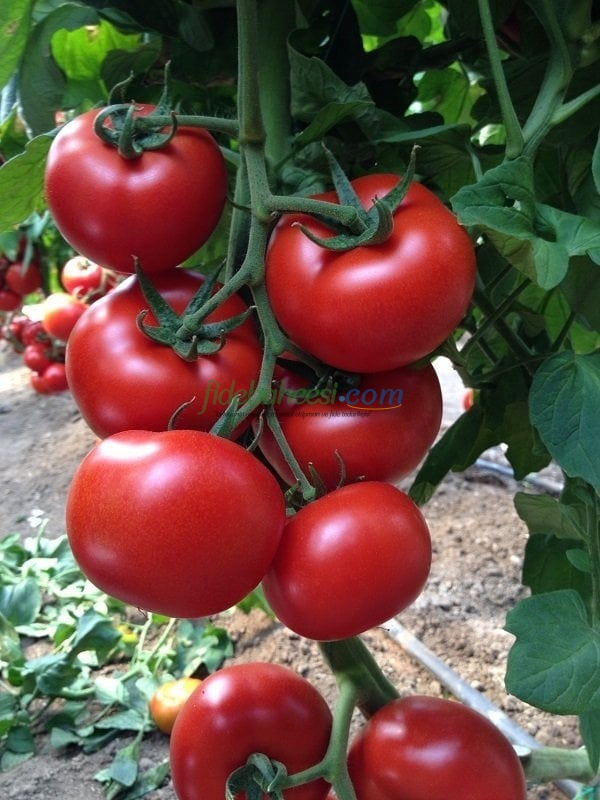 Demiröz F1 Domates Fidesi - Görsel 2