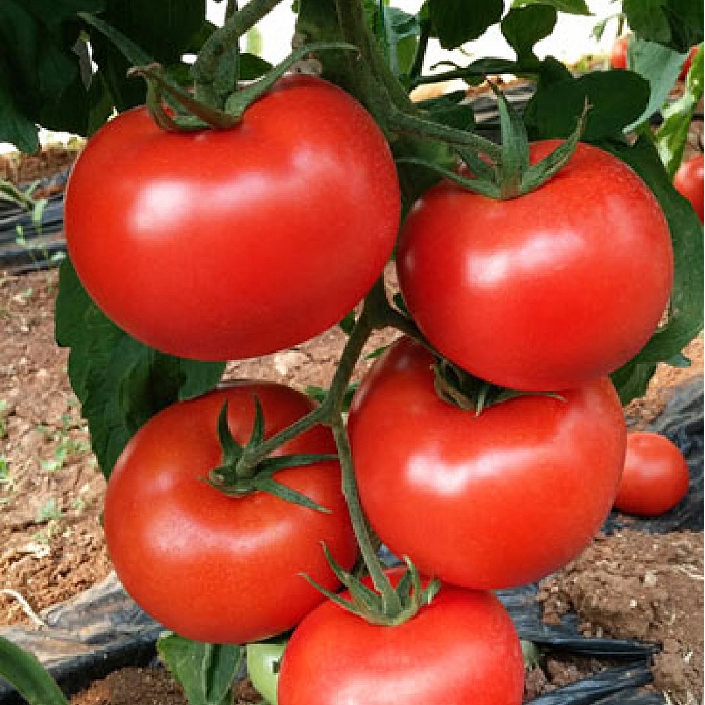 Diadem F1 Sırık Domates Fidesi