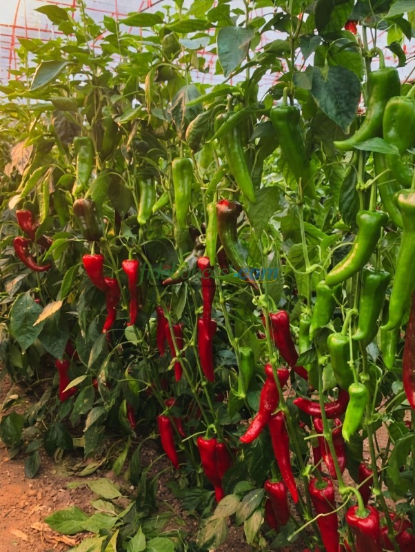 Diyar F1 Kapya Biber Fidesi - Görsel 2