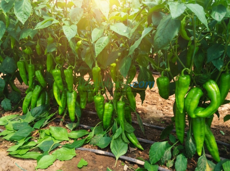 Diyar F1 Kapya Biber Fidesi - Görsel 3