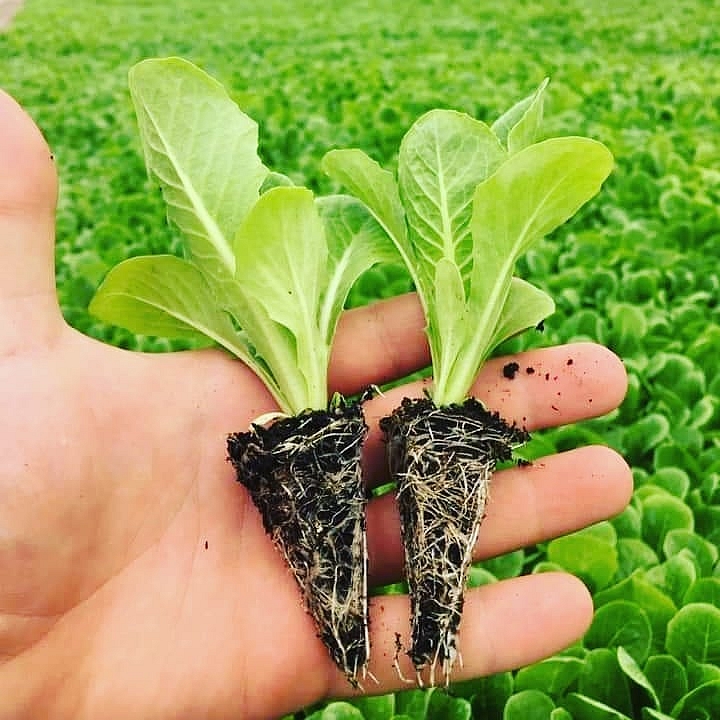 Manto Yedikule Tip Marul Fidesi - Görsel 2