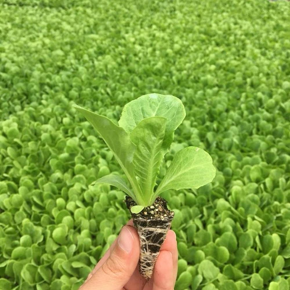 Yedikule Tipi Düz Marul Fidesi - Görsel 3