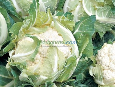 Fargo F1 Karnabahar Fidesi - Görsel 4