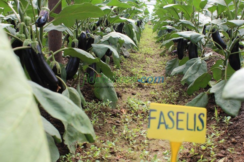 Faselis F1 Uzun Patlıcan Fidesi - Görsel 2