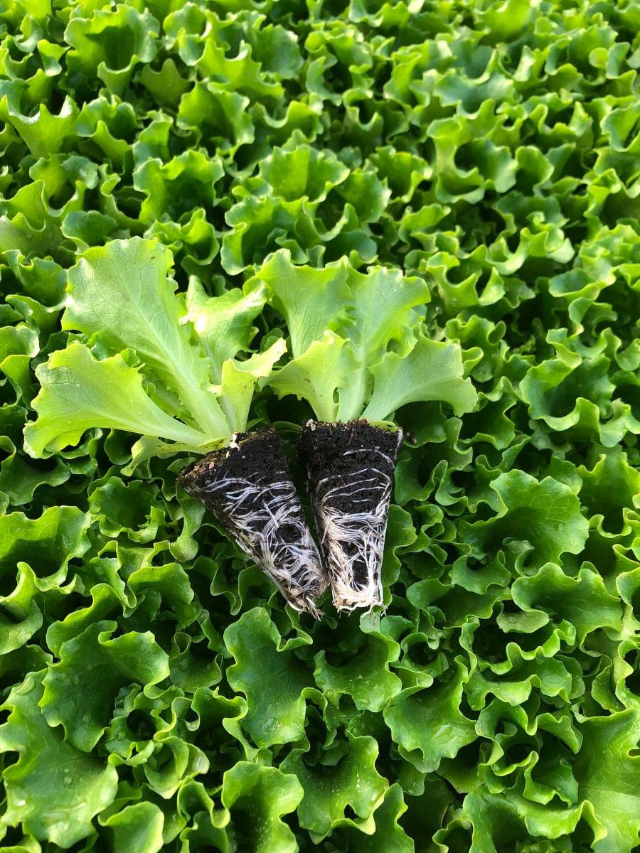 Fiyonk Kıvırcık Marul Fidesi - Görsel 2