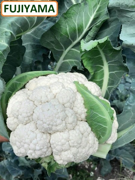 Fujiyama F1 Karnabahar Fidesi - Görsel 2