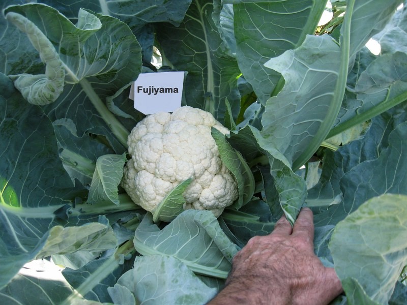 Fujiyama F1 Karnabahar Fidesi