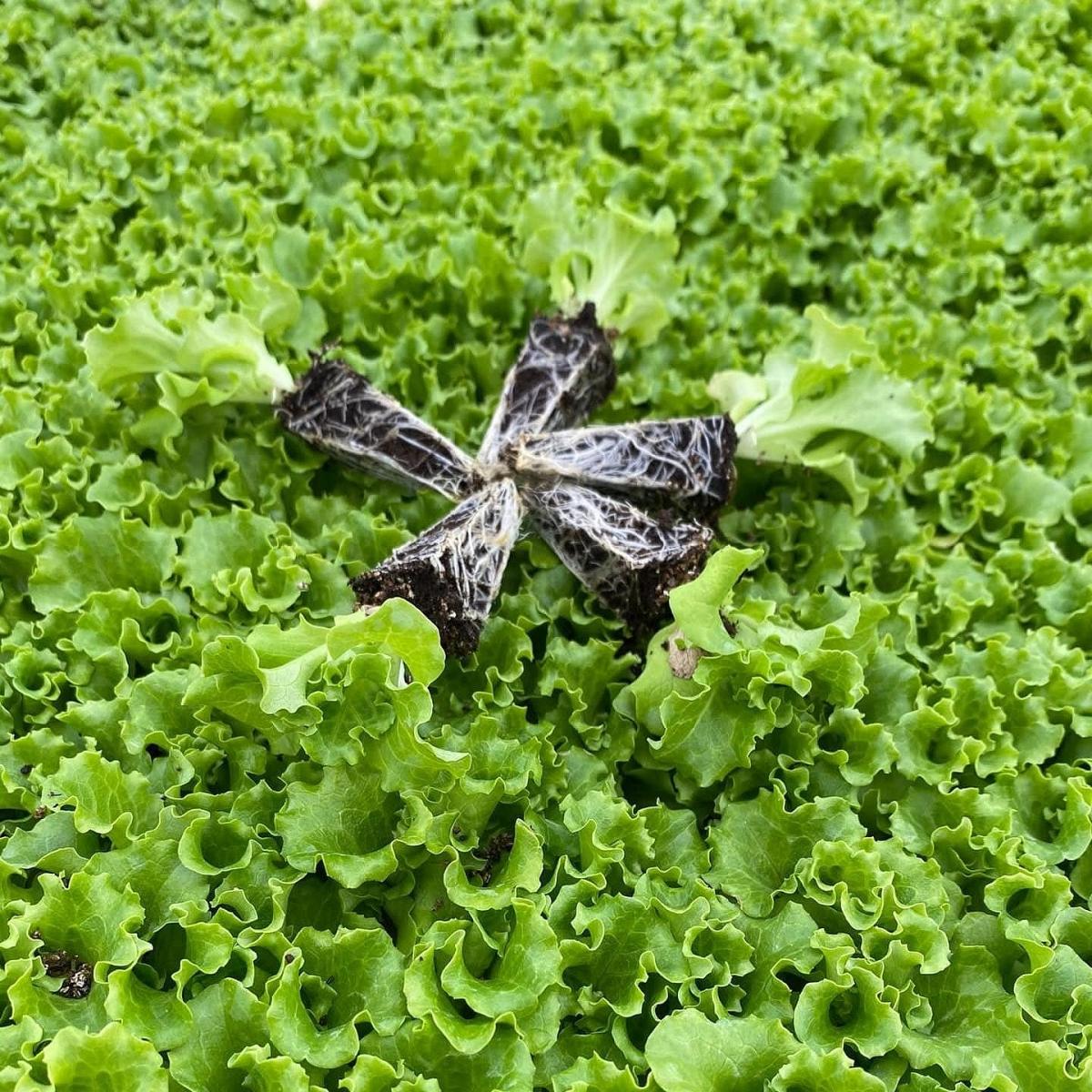 Garone F1 | Erkenci Kıvırcık Marul Fidesi - Görsel 2