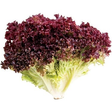 Concorde F1 Kırmızı Marul Fidesi - Görsel 2