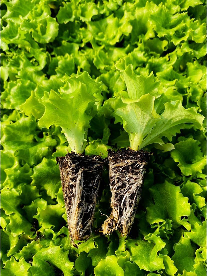 Kanaryole Kıvırcık Marul Fidesi - Görsel 2