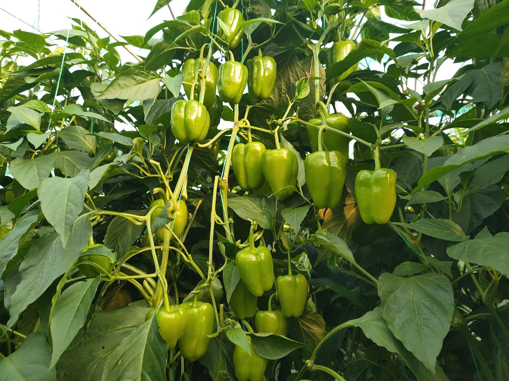 Kandil Dolma Biber Fidesi