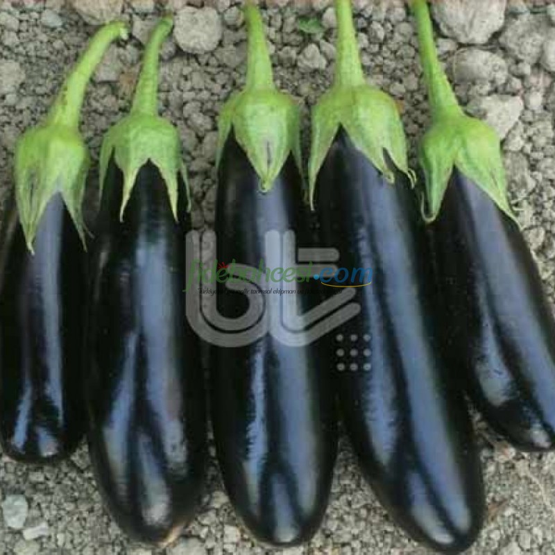 Karnaz F1 Patlıcan Fidesi